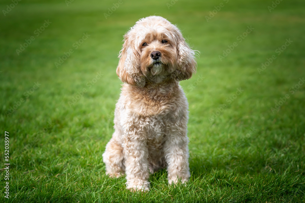 Seven year old Cavapoo sat in the park looking at the camera