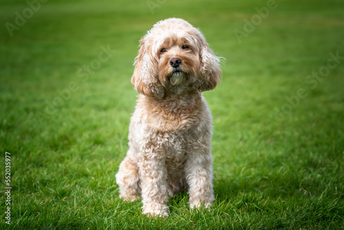 Seven year old Cavapoo sat in the park looking at the camera © Chris