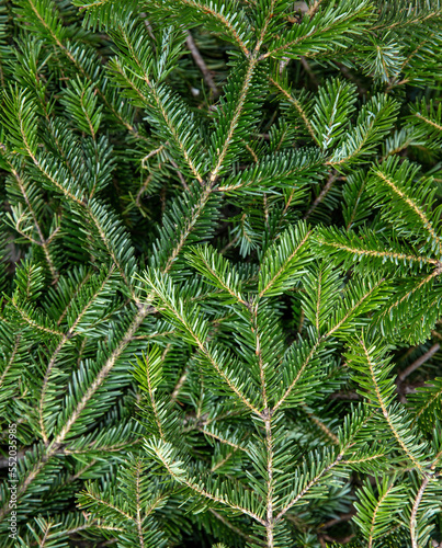 Fir tree branch close up. Christmas background. Natural spruce needles.