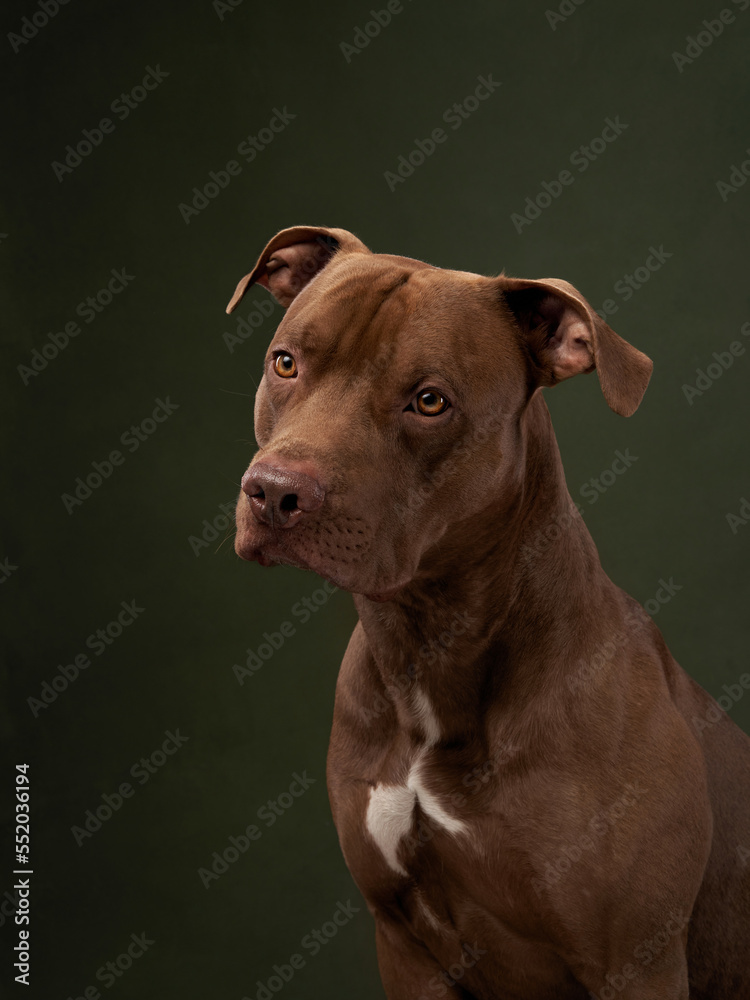 Funny dog in a hat. Happy American pit bull terrier licks his lips on a green background Funny dog in a hat. Happy American pit bull terrier licks his lips on a green background