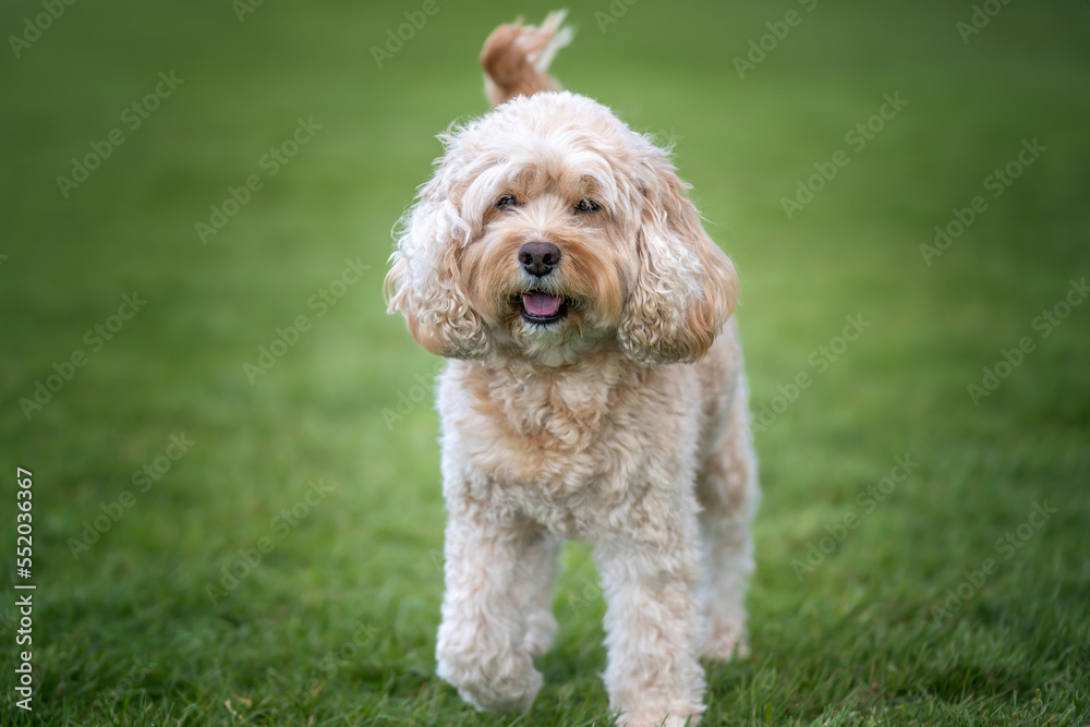 Seven year old Cavapoo up close and personal in the park Seven year old Cavapoo up close and personal in the park