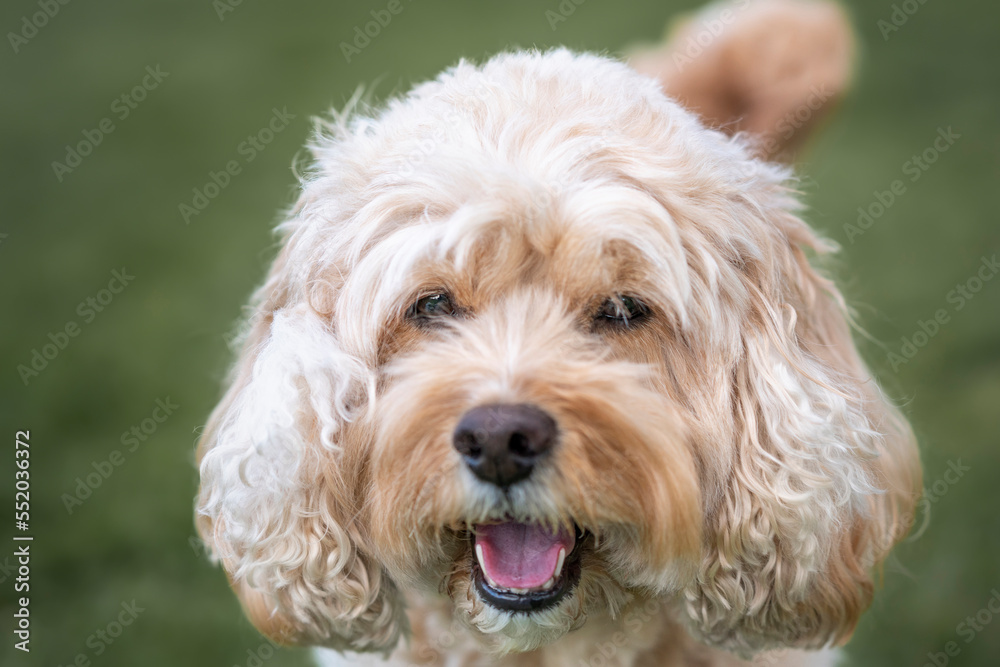 Seven year old Cavapoo headshot up close and personal