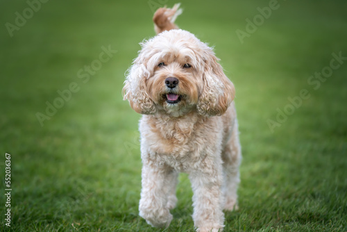 Seven year old Cavapoo up close and personal in the park © Chris