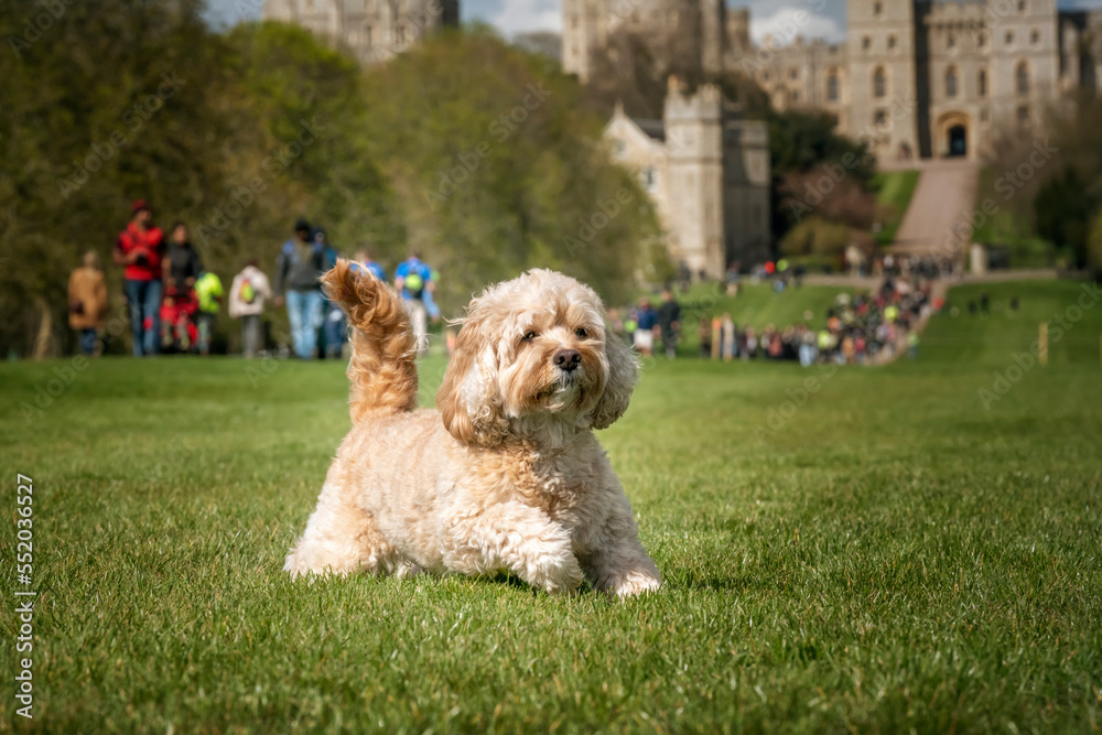 Seven year old Cavapoo playing on the Long Walk in Windsor Seven year old Cavapoo playing on the Long Walk in Windsor
