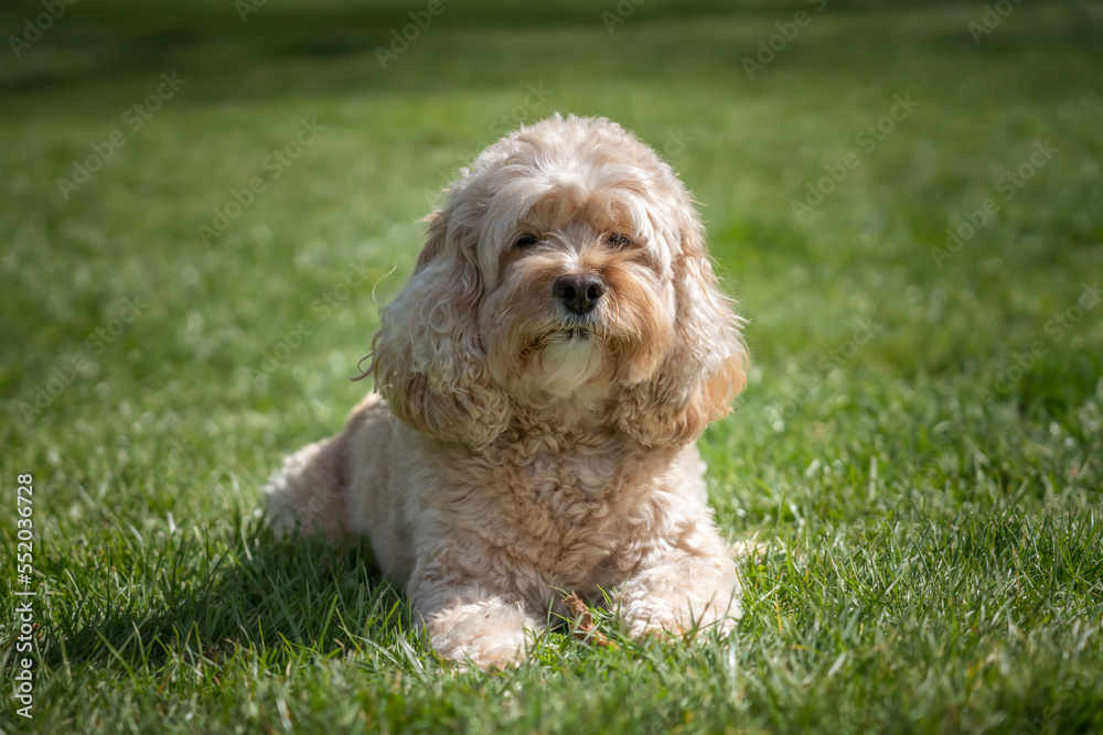 Seven year old Cavapoo laying on the grass looking at the camera