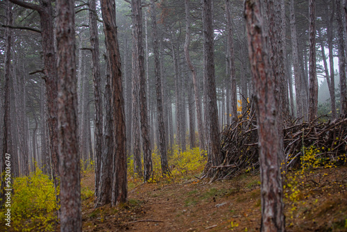 foggy forest in autumn time