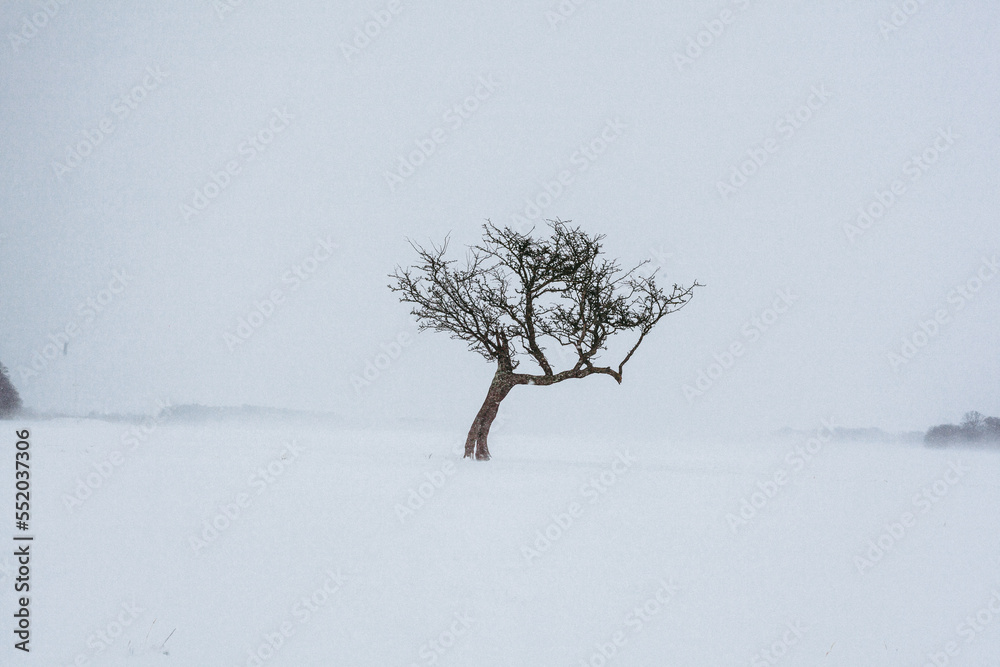 Fototapeta premium snow covered tree