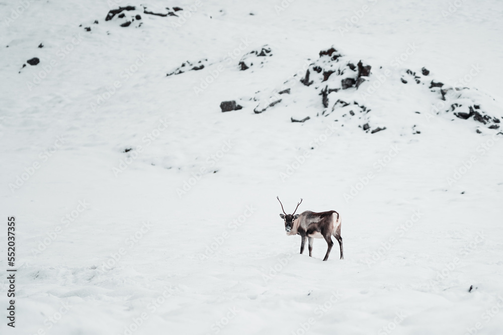 Reindeer in the polar snowy place,Iceland Reindeer in the polar snowy place,Iceland