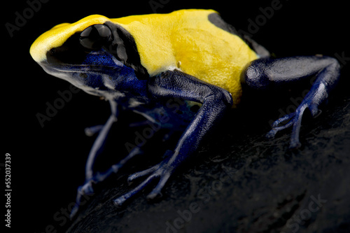 Dyeing poison dart frog (Dendrobates tinctorius) Citronella