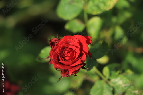 Beautiful tiny red rose in full bloom in garden