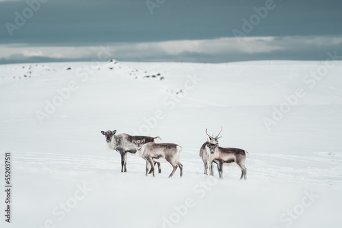  Group of Reindeer in the wild and frozen nature surrounded by snow ,Iceland