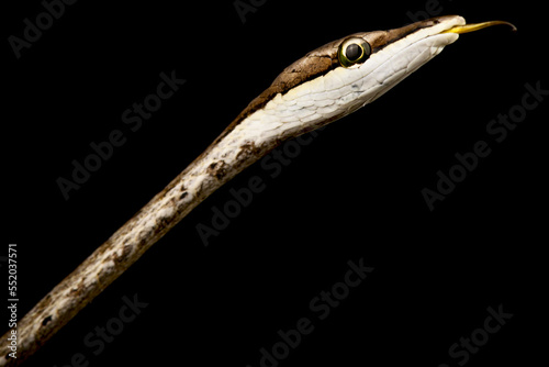 Brown Vine snake (Oxybelis aeneus) photo