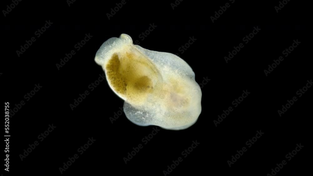 Sea slug Philine denticulata under the microscope, family Philinidae, class Gastropoda. The specimen was found in the White Sea. Sea slug Philine denticulata under the microscope, family Philinidae, class Gastropoda. The specimen was found in the White Sea.