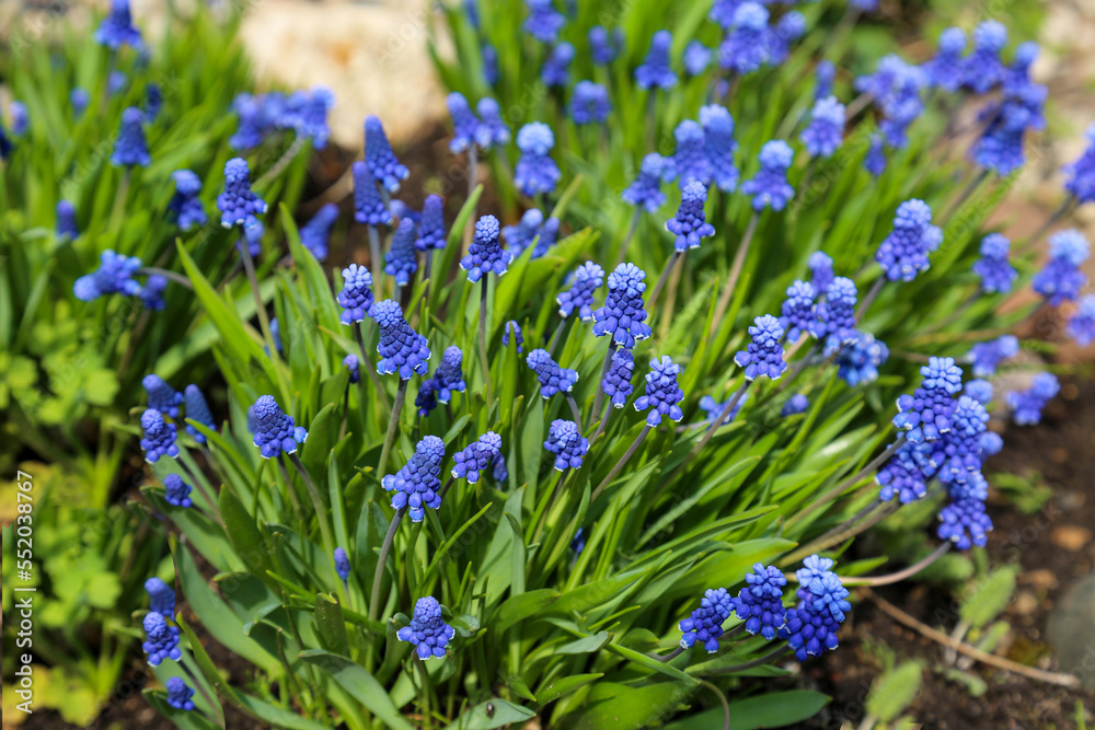 Obraz premium Armenian Muscari flowers (Lat. Muscari armeniacum) is blue in the ground on a green background. Flora plants flowers.