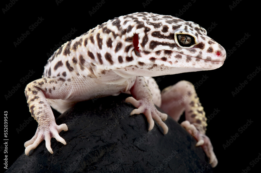 Naklejka premium Satpura Eyelid Gecko (Eublepharis satpuraensis)