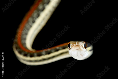 Redstripe ribbon snake (Thamnophis proximus rubrilineatus)