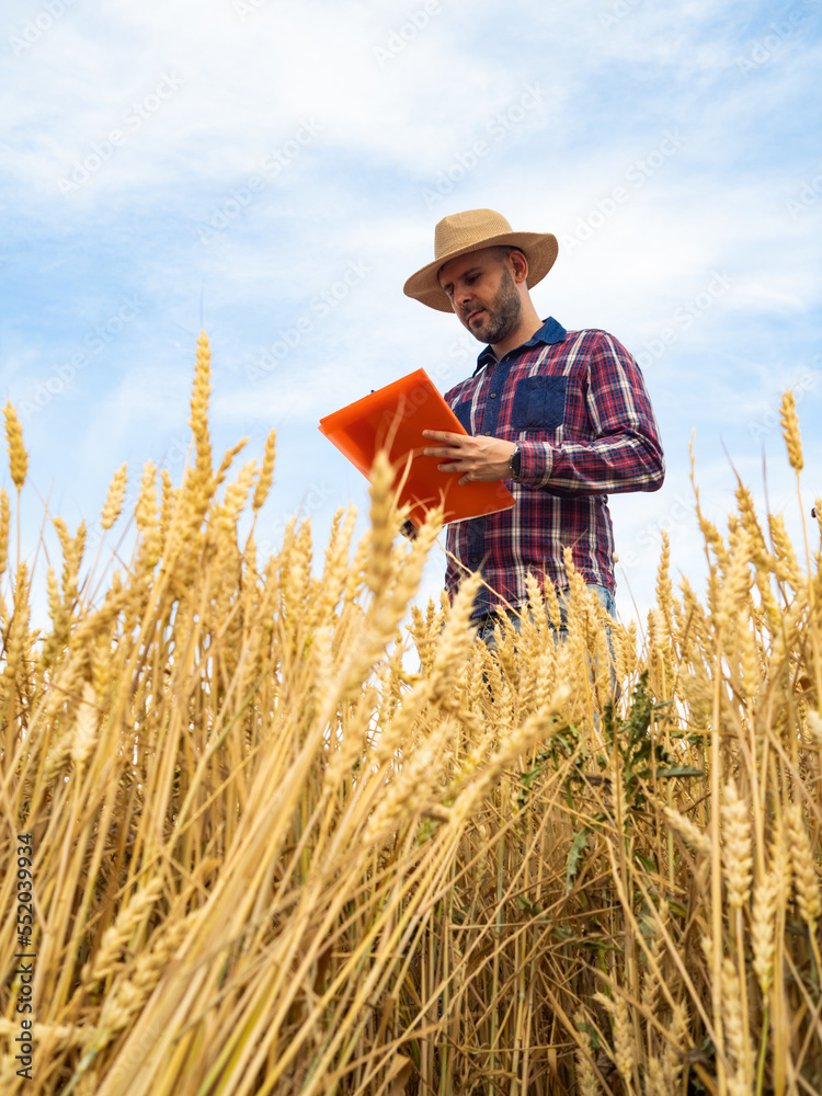 Young male farmer observes the wheat harvest. Ecological agriculture. Young male farmer observes the wheat harvest. Ecological agriculture.