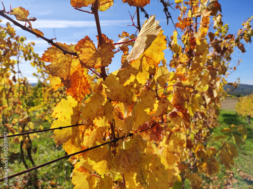 vineyards in colorful autumn colors on Fruska Gora mountain  photo