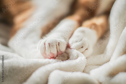 Cat sleeping in bed
