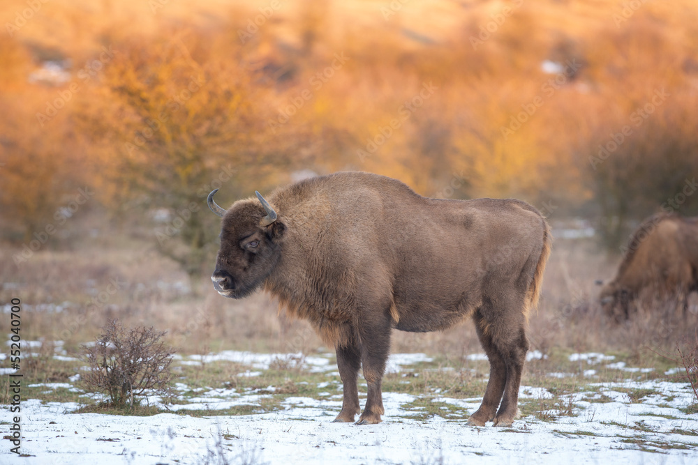 Foto Stock Herd of european bison hides in the bushes. Wood bison