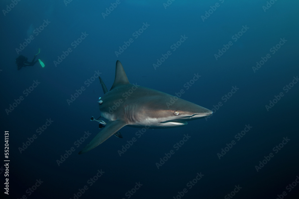Black tip shark during dive. Sharks in the South Africa coast. Marine life in Indian ocean. 
