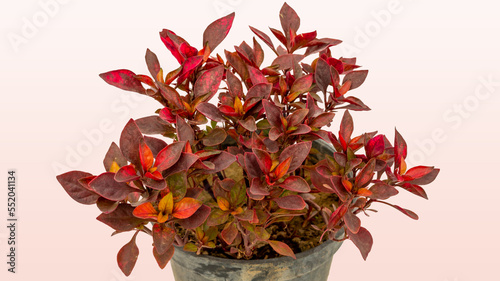 Brazilian Joyweed houseplant in a pot photo
