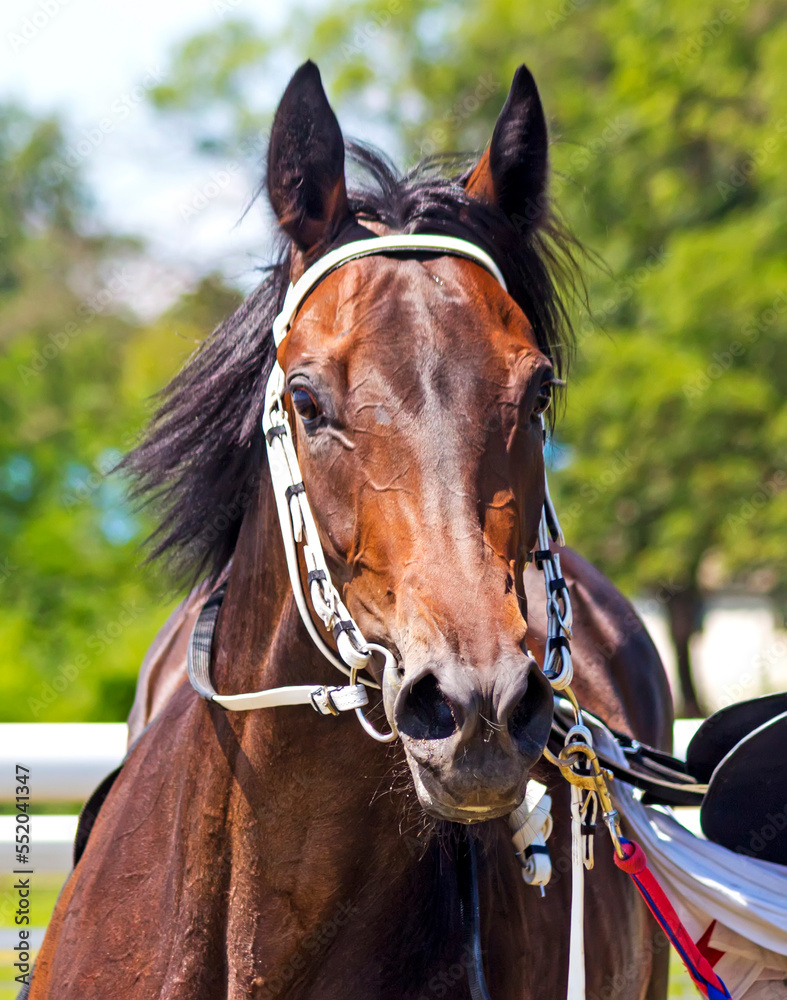 Fototapeta premium Portrait of purebred horse before race.