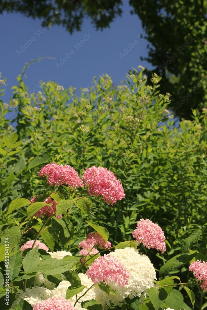 Pink hydrangeas growing in the sunny summer garden. Pink hydrangeas growing in the sunny summer garden.