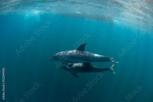 Bottlenose dolphins swimming in the Indian ocean. Dolphins in the herd. Snorkeling with marine mammals. © prochym