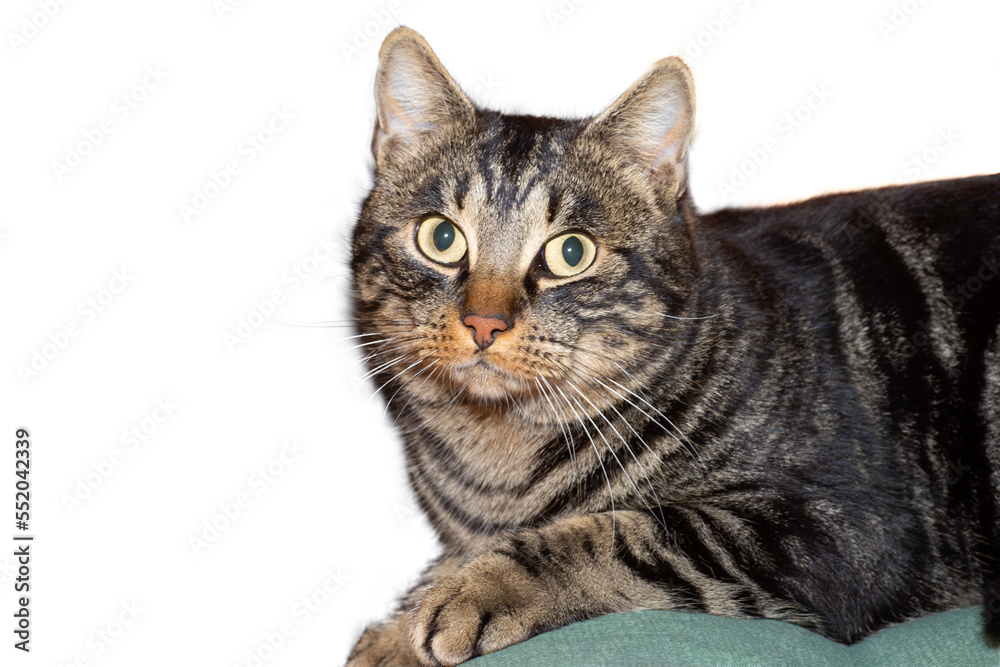 Obraz premium portrait of a cat, png file