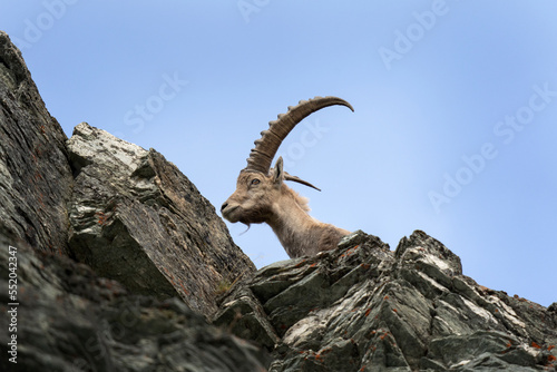 Alpine ibex in switzerland Alps. Ibex in natural habitat. Mountain goat with long horns. European nature. 