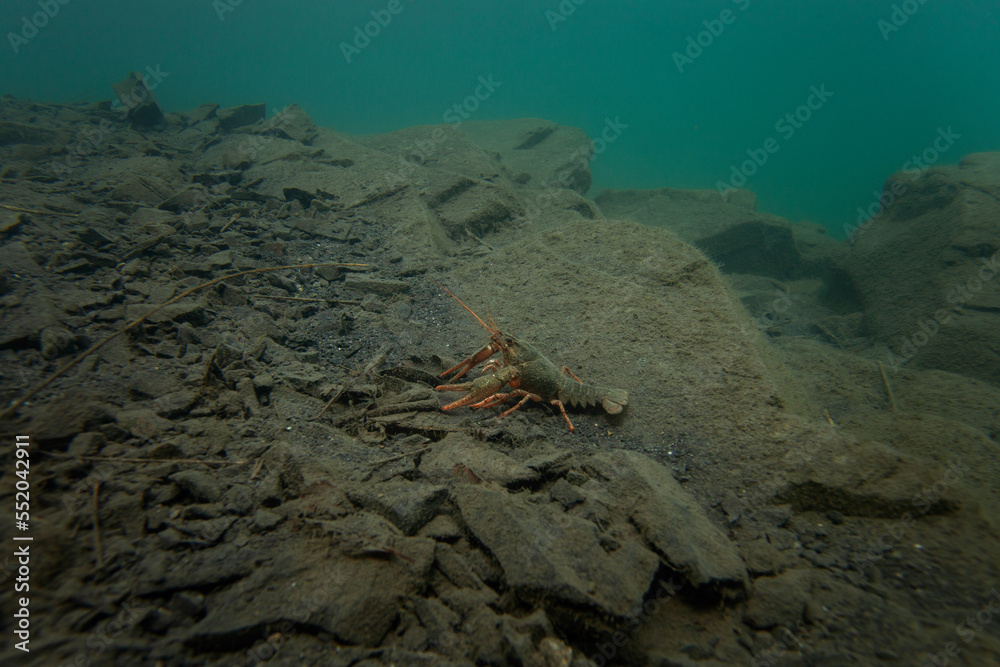 Crayfish walking on the bottom. Wildlife in the fresh lake. Underwater photography by the crayfish. European nature	