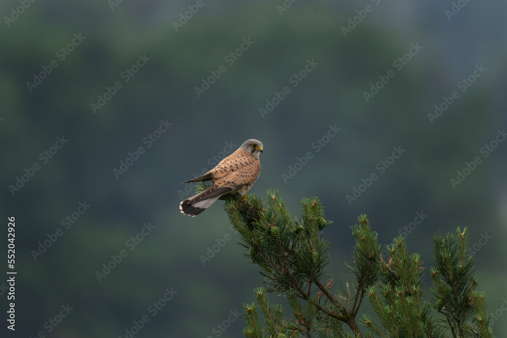 Common kestrel is sitting on the tree. Kestrel observe surroundings. Small brown bird predator. European nature. Common kestrel is sitting on the tree. Kestrel observe surroundings. Small brown bird predator. European nature.