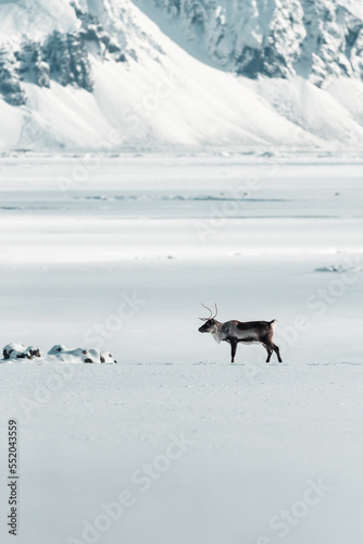 Reindeer in the polar snowy place Iceland