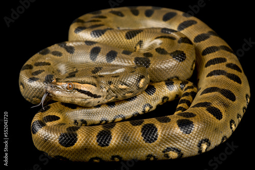 Green anaconda (Eunectes murinus)