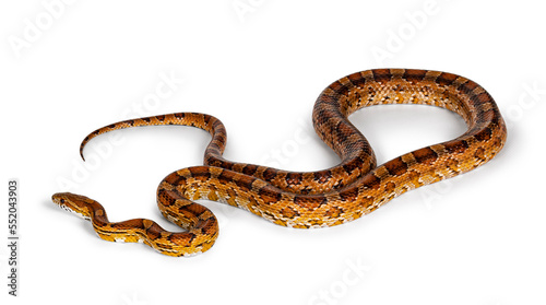 Full lenght shot of normal colored Corn Snake aka Red rat snake or  Pantherophis guttatus. Isolated on a white background.