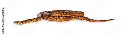 Full lenght shot of normal colored Corn Snake aka Red rat snake or  Pantherophis guttatus. Isolated on a white background.