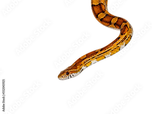 Head shot of normal colored Corn Snake aka Red rat snake or  Pantherophis guttatus. Isolated on a white background.