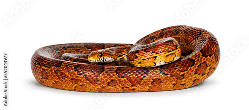 Full lenght shot of normal colored Corn Snake aka Red rat snake or  Pantherophis guttatus. Isolated on a white background.