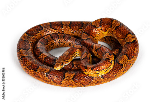 Full lenght shot of normal colored Corn Snake aka Red rat snake or Pantherophis guttatus. Isolated on a white background.