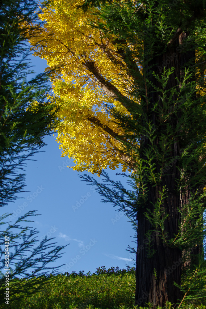 Obraz premium セコイヤの木とイチョウの木