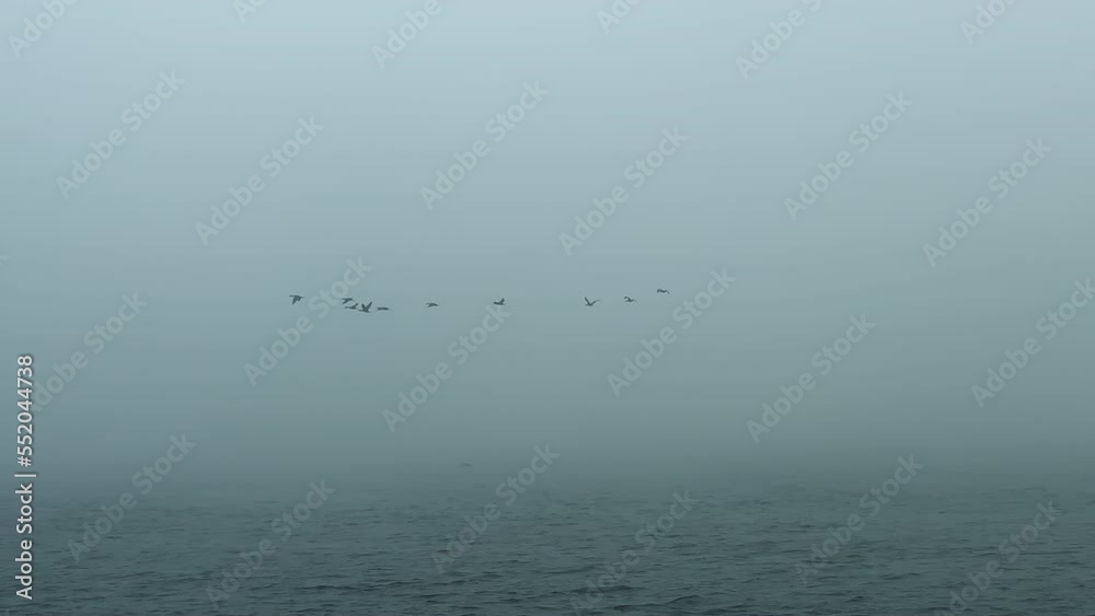 Ducks: Flock of birds flying to the left against foggy moody sky above Baltic sea Ducks: Flock of birds flying to the left against foggy moody sky above Baltic sea