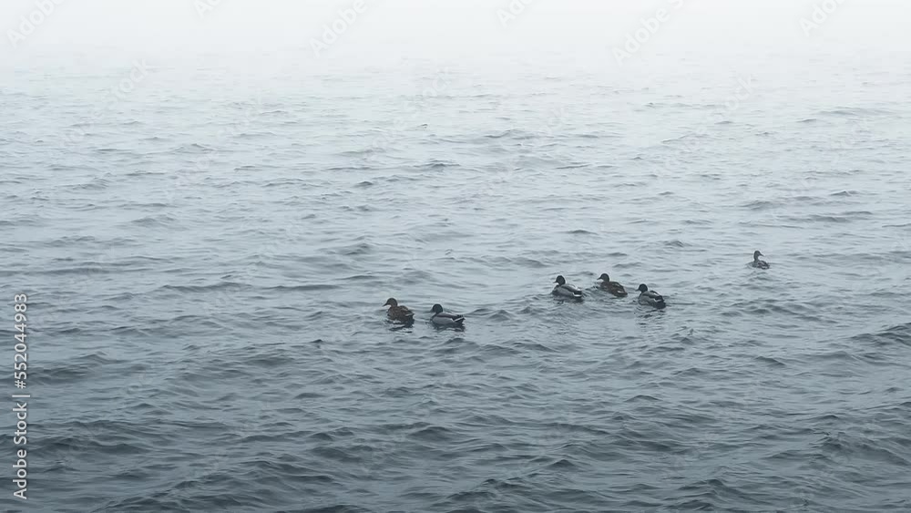 Many ducks swimming in baltic sea against foggy sky Many ducks swimming in baltic sea against foggy sky
