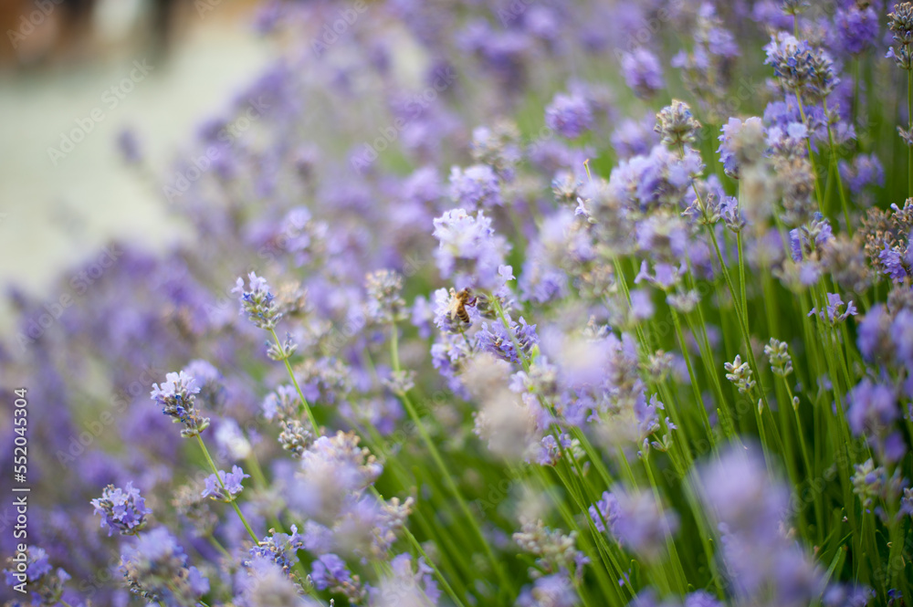 Obraz premium bush of lavender in the spring garden
