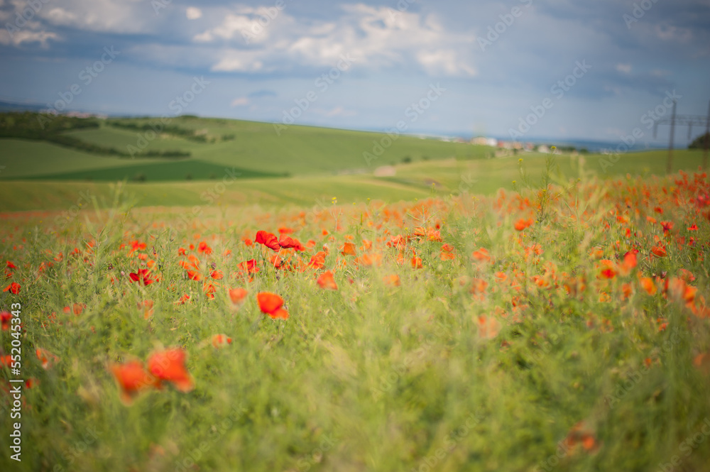 field of poppies on a fresh spring summer in the morning