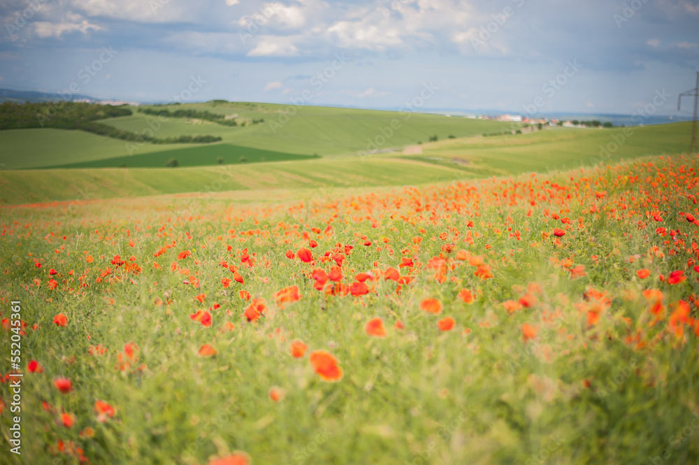 field of poppies on a fresh spring summer in the morning