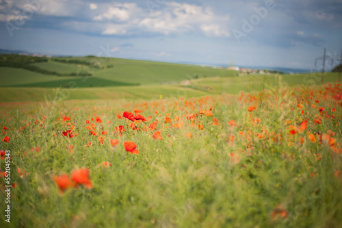field of poppies on a fresh spring summer in the morning
