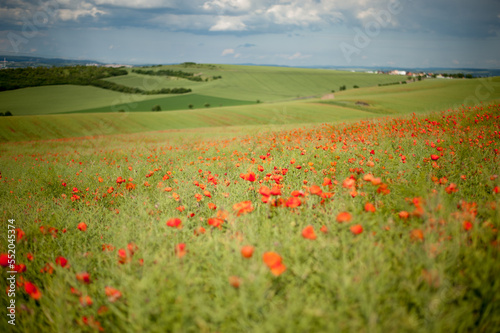 field of poppies on a fresh spring summer in the morning