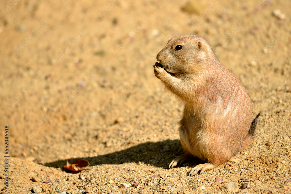 Closeup black-tailed Prairie Dog (Cynomys ludovicianus) eating Closeup black-tailed Prairie Dog (Cynomys ludovicianus) eating