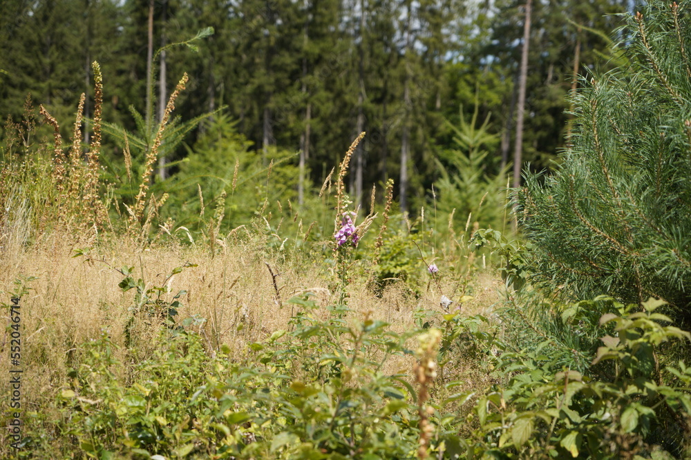 Forest dieback due to climate change, drought and storms and deforestation Forest dieback due to climate change, drought and storms and deforestation